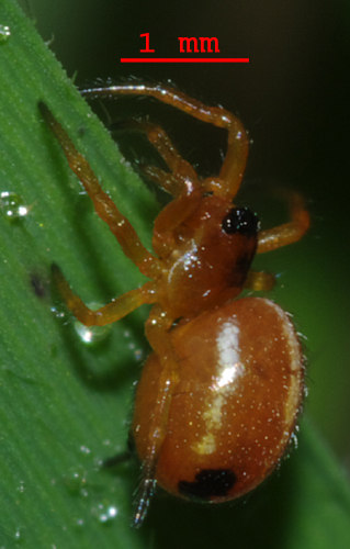 Hypsosinga sp. - Arcavacata di Rende (CS)